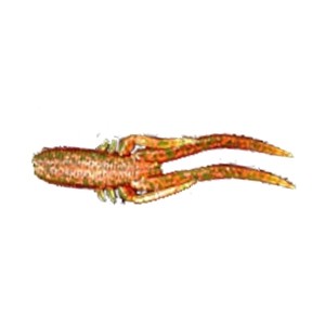 Мягкая приманка Wonder Killer Bait Sepiida 7.0 см, 6шт